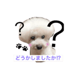 愛犬れもん（個別スタンプ：7）