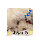 愛犬れもん（個別スタンプ：8）