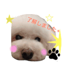 愛犬れもん（個別スタンプ：10）