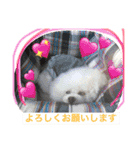 愛犬れもん（個別スタンプ：11）