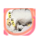 愛犬れもん（個別スタンプ：12）