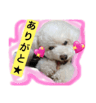 愛犬れもん（個別スタンプ：13）