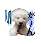 愛犬れもん（個別スタンプ：15）