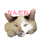 にゃんズ（個別スタンプ：1）