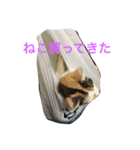 にゃんズ（個別スタンプ：2）