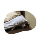 にゃんズ（個別スタンプ：7）