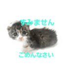 かわいいランちゃんの家族たち（個別スタンプ：3）