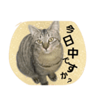 かわいいランちゃんの家族たち（個別スタンプ：4）