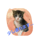かわいいランちゃんの家族たち（個別スタンプ：5）