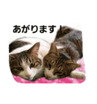 かわいいランちゃんの家族たち（個別スタンプ：7）
