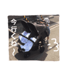 うちのめんこちゃんズver.2（個別スタンプ：7）