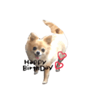 ここちゃん→（個別スタンプ：1）