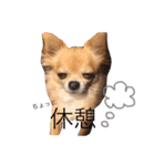 ここちゃん→（個別スタンプ：12）