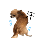 ここちゃん→（個別スタンプ：13）