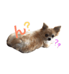 ここちゃん→（個別スタンプ：14）