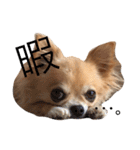 ここちゃん→（個別スタンプ：15）