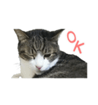 猫スタンプ(たいちゃん2)（個別スタンプ：1）