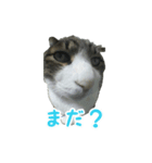 猫スタンプ(たいちゃん2)（個別スタンプ：5）