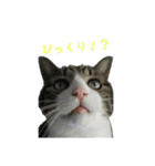 猫スタンプ(たいちゃん2)（個別スタンプ：6）