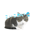 猫スタンプ(たいちゃん2)（個別スタンプ：8）