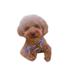 あんずう（個別スタンプ：2）