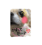 LOVE Woo（個別スタンプ：7）