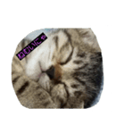 my.cat.（個別スタンプ：1）