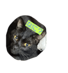 my.cat.（個別スタンプ：2）