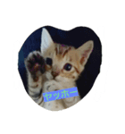 my.cat.（個別スタンプ：3）