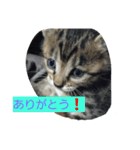 my.cat.（個別スタンプ：5）