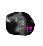 my.cat.（個別スタンプ：6）