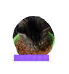 my.cat.（個別スタンプ：8）