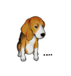 Darling Beagle（個別スタンプ：19）