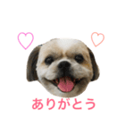 愛犬ひめのスタンプ（個別スタンプ：1）