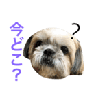 愛犬ひめのスタンプ（個別スタンプ：2）