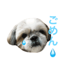 愛犬ひめのスタンプ（個別スタンプ：3）
