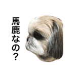 愛犬ひめのスタンプ（個別スタンプ：4）