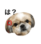 愛犬ひめのスタンプ（個別スタンプ：5）