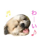 愛犬ひめのスタンプ（個別スタンプ：6）