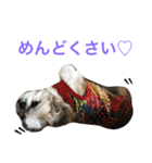 愛犬ひめのスタンプ（個別スタンプ：7）