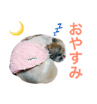 愛犬ひめのスタンプ（個別スタンプ：8）