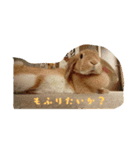 毛玉ーずのいろいろすたんぷ（個別スタンプ：2）