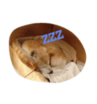 毛玉ーずのいろいろすたんぷ（個別スタンプ：3）