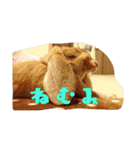 毛玉ーずのいろいろすたんぷ（個別スタンプ：7）