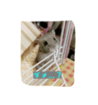 毛玉ーずのいろいろすたんぷ（個別スタンプ：12）