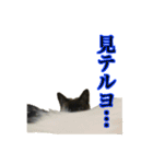 O家の家族（個別スタンプ：12）