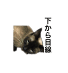 O家の家族（個別スタンプ：16）
