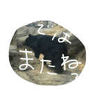 わくわくどうぶつえん（個別スタンプ：7）