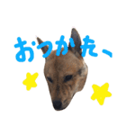 チビッ虎斗1（個別スタンプ：2）