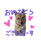 チビッ虎斗1（個別スタンプ：4）
